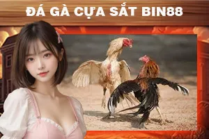 Đá gà cựa sắt Bin88